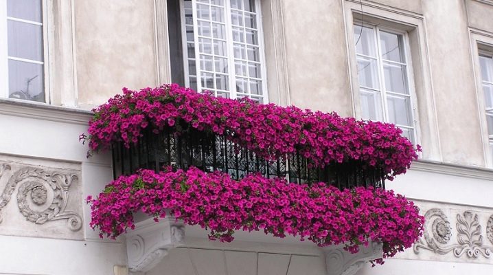 Koje cvijeće posaditi na balkon za sunčanu stranu?